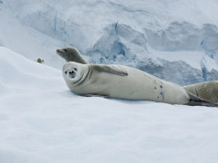 Crabeater seals in Antarctica
