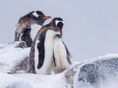 Gentoo penguin in Antarctica.