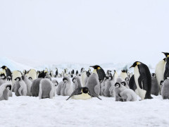 Emperor penguin colony in Antarctica