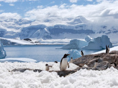 Gentoo penguin in Antarctica