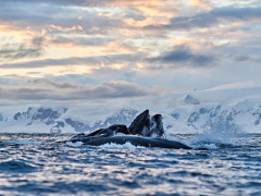 Humpback whales in Antarctica