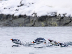 Gentoo penguin in Antarctica.