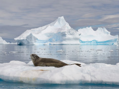 Leopard seal in Antarctica