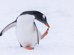 Gentoo penguin in Antarctica.