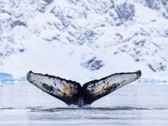 Humpback whale in Antarctica.