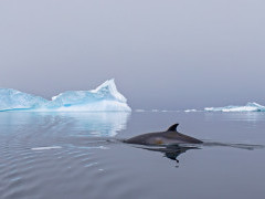 Minke whale in Antarctica.