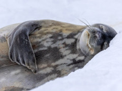 Weddell seal in Antarctica.