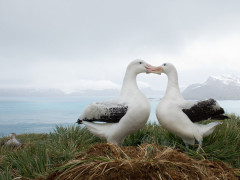 Wandering albatross pair on Prion Island, South Georgia