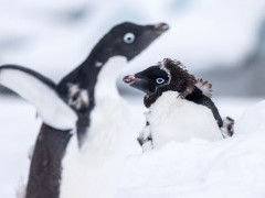 Adelie penguin in Antarctica.