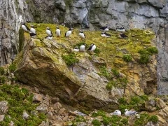 Atlantic puffins on Bear Island in Norway.