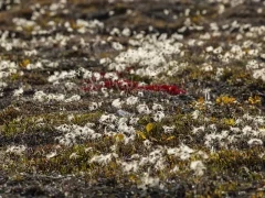 Flora in Blomsterbugten, Greenland