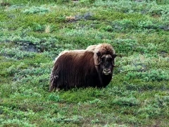 Musk ox in Greenland.