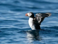 Atlantic puffin in Svalbard.