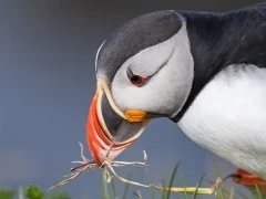Atlantic puffin in Iceland.