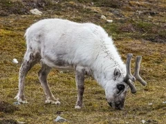 Reindeer in Svalbard.