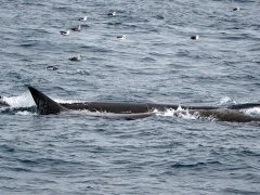 Fin whale in the Arctic