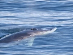 Fin whale in Greenland