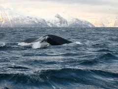 Humpback whale in the Arctic