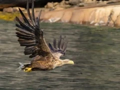 White-tailed eagle in Norway