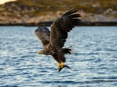 White-tailed eagle in Norway