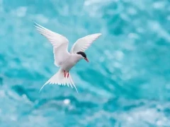 Arctic tern in Svalbard