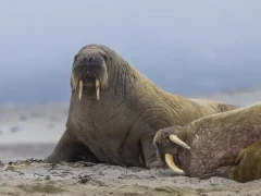 Walrus in Svalbard.