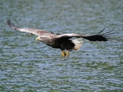 White-tailed sea eagle in Svalbard