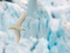 Ivory gull in North Spitsbergen