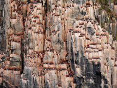 Brünnich’s guillemot on nesting grounds on Alkefjellent cliff in Svalbard, Spitsbergen