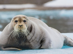 Bearded seal on the 14th July glacier in Svalbard, North Spitsbergen