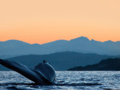 Humpback whale in Tromsø, Norway.