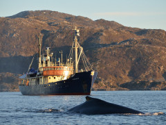Humpback whale and M/S Stockholm in Tromsø, Norway