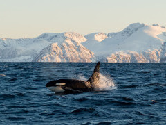 Orca in Tromsø, Norway