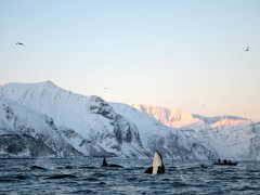Orcas spyhopping in Tromsø, Norway