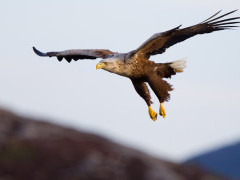 White-tailed eagle in Tromsø, Norway.