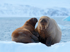 Walrus pair in Spitsbergen