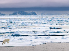 Polar bear walking on pack ice in Spitsbergen.