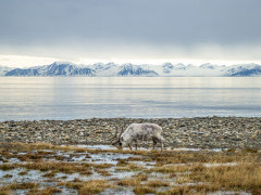 Svalbard reindeer in Spitsbergen