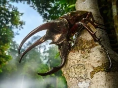 Atlas three-horned rhinoceros beetle in Borneo.