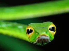 Asian vine snake in Bako National Park, Borneo.