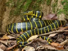 Mangrove snake in Bako National Park, Borneo.