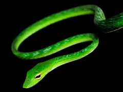 Oriental vine snake in Bako National Park, Borneo.