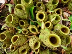 Pot-shaped pitcher plants in Bako National Park, Borneo.