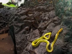 Grey-tailed racer in Borneo.
