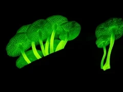 Bioluminescent funghi in Kinabalu, Borneo.