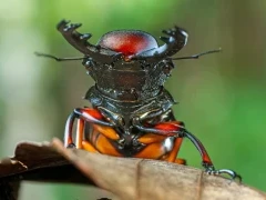 Stag beetle in Borneo.