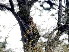 Golden snub-nosed monkey in Sichuan, China