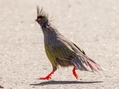 Blood pheasant in Sichuan, China.