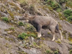 Chinese goral in Sichuan, China.