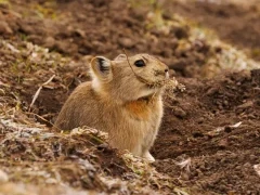 Chinese red pika in Sichuan, China.